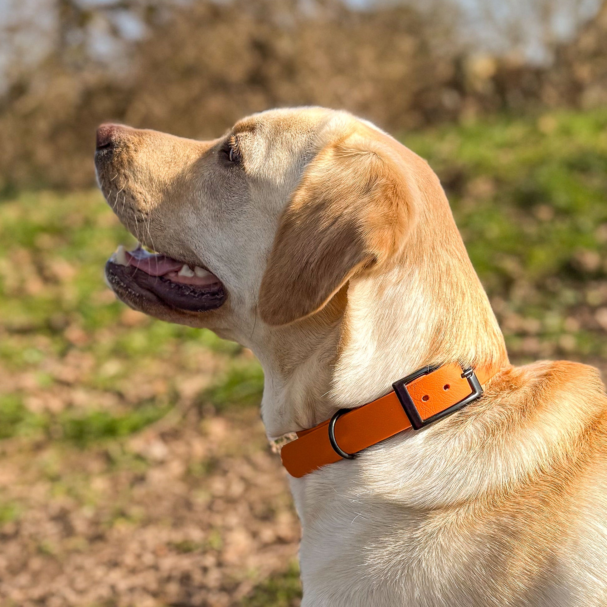 Fire Orange waterproof BioThane dog collar, with black hardware on Labrador