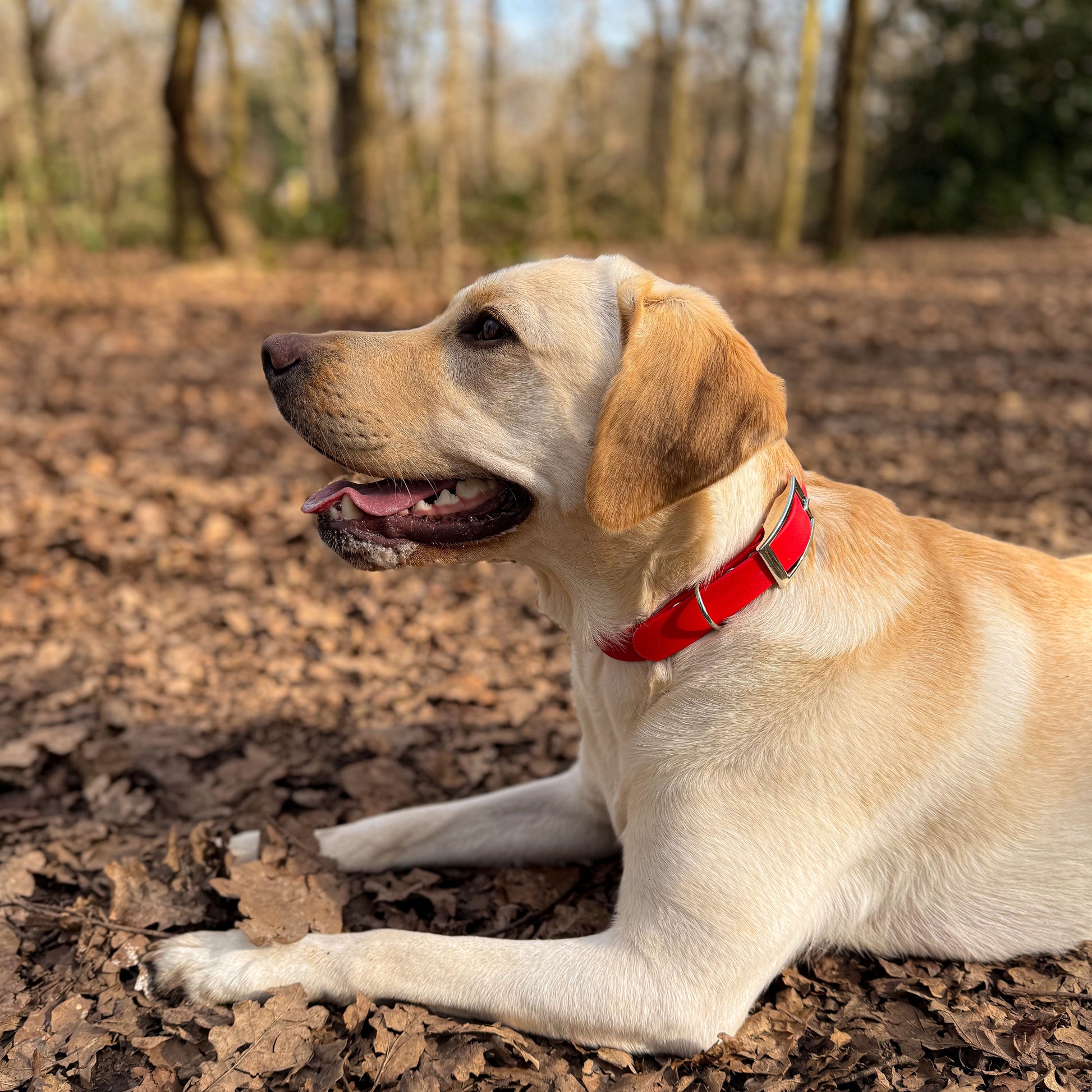 Red waterproof BioThane dog collar, on yellow Labrador