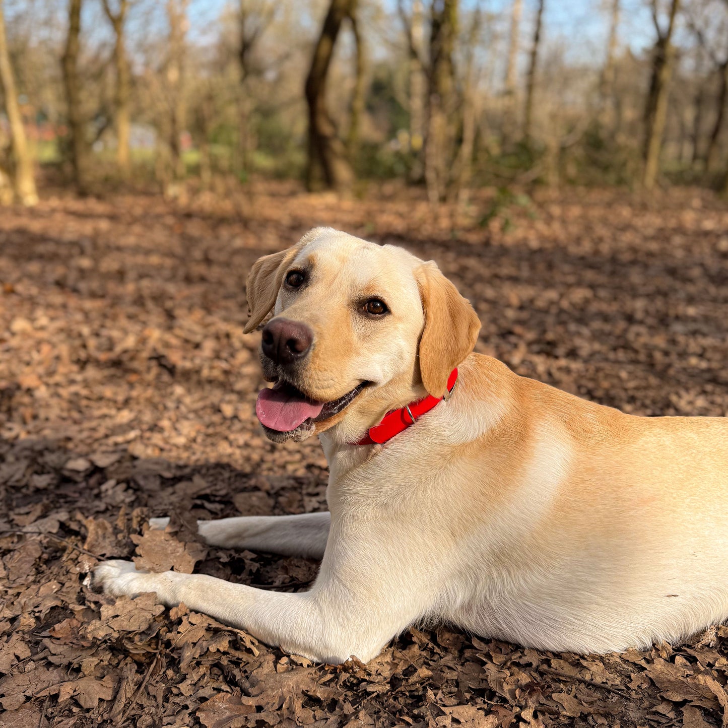 Red waterproof BioThane dog collar, with silver hardware on smiling Labrador