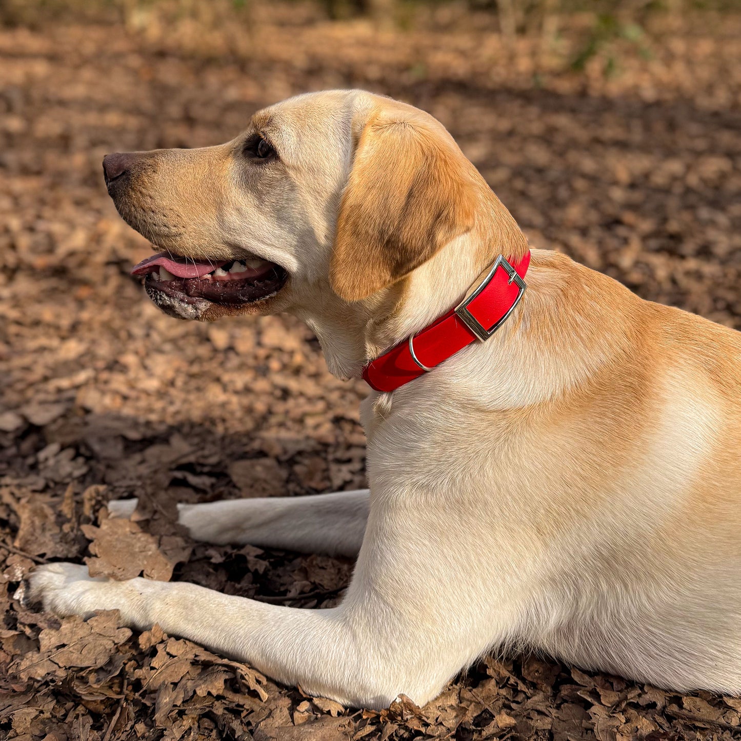Close up of red waterproof BioThane dog collar, on yellow Labrador