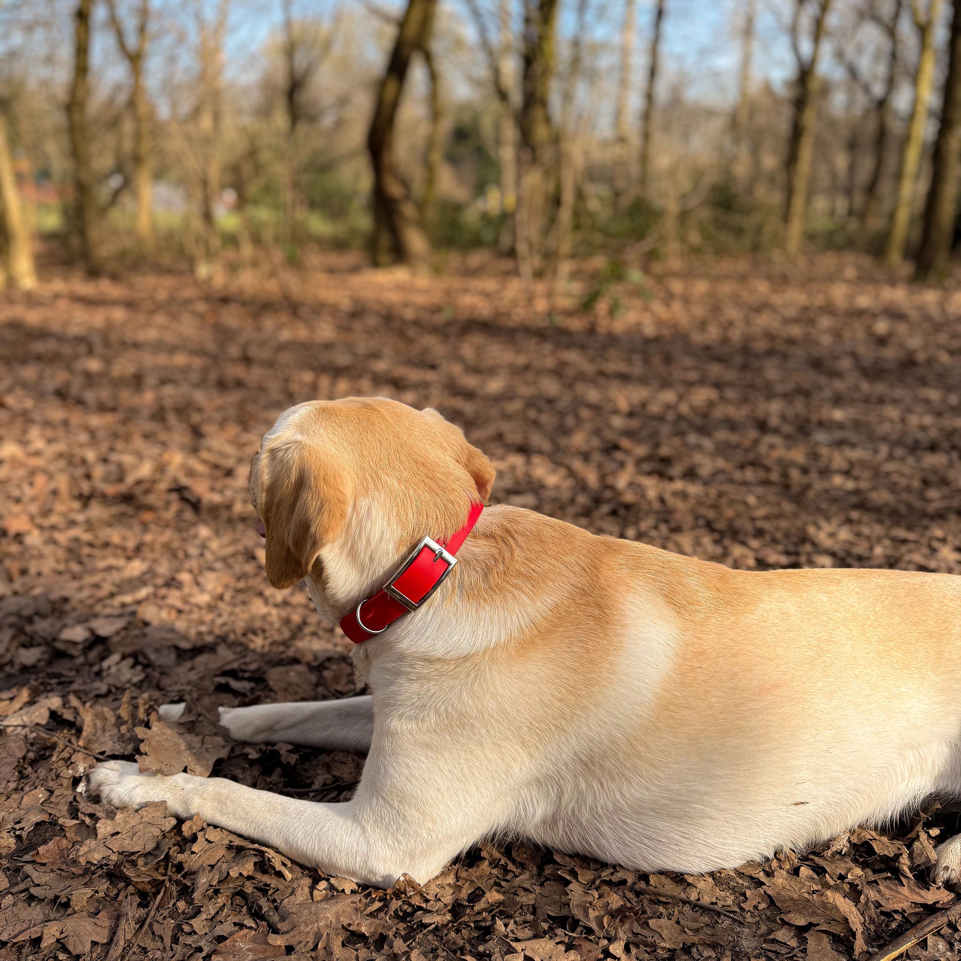 Red waterproof BioThane dog collar, with silver hardware on yellow Labrador