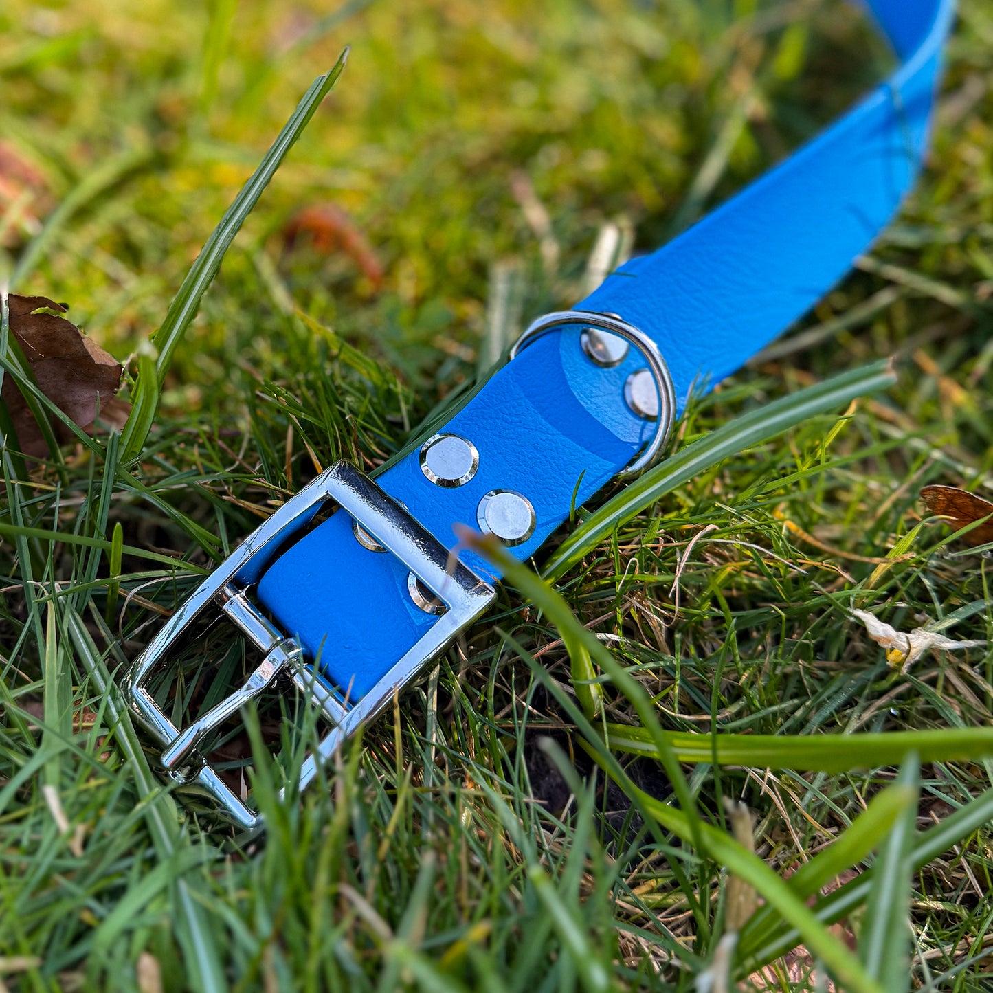 Bold Blue Waterproof Dog Collar š¦š©µ