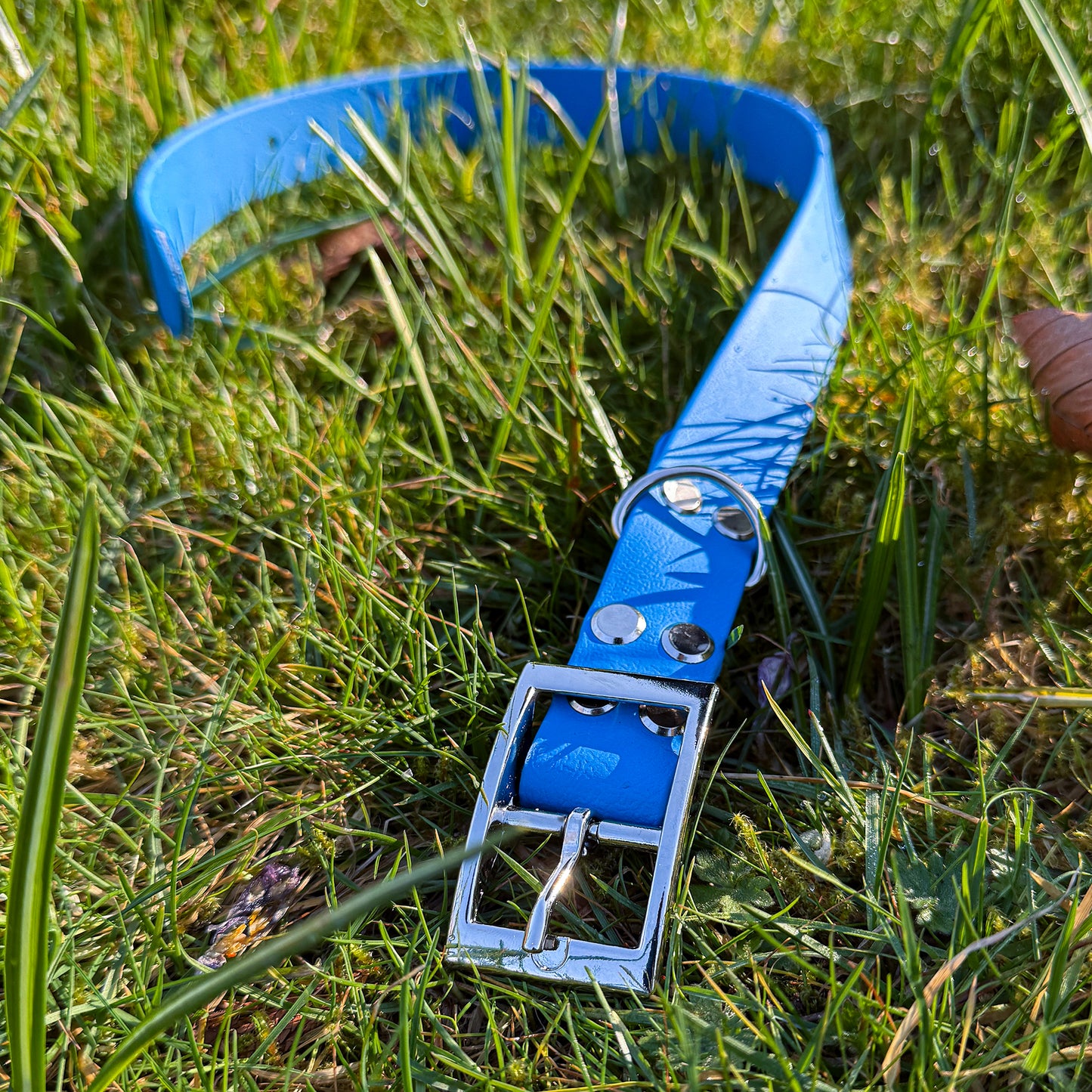 Bold Blue Waterproof Dog Collar š¦š©µ