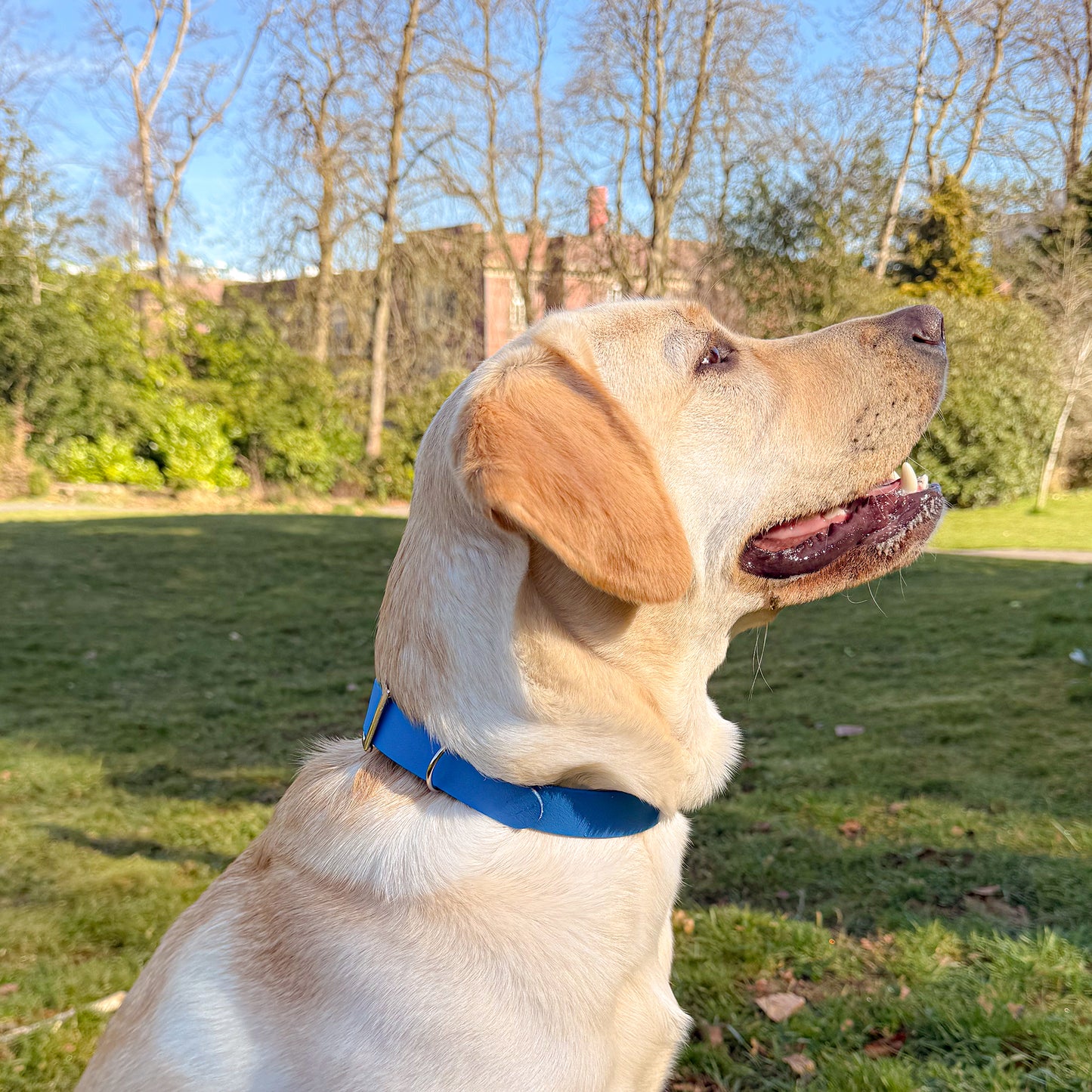 Bold Blue Waterproof Dog Collar š¦š©µ