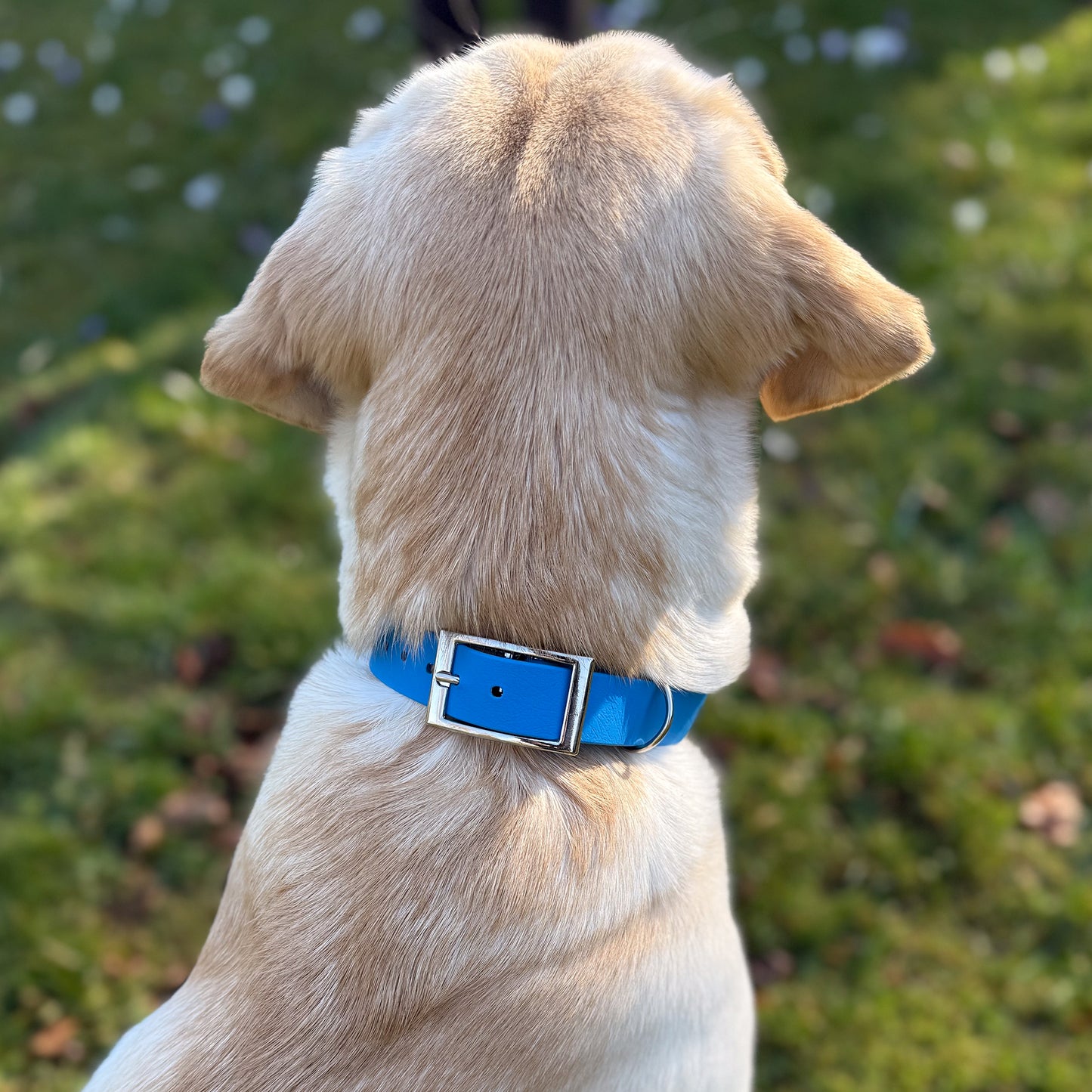 Bold Blue Waterproof Dog Collar š¦š©µ