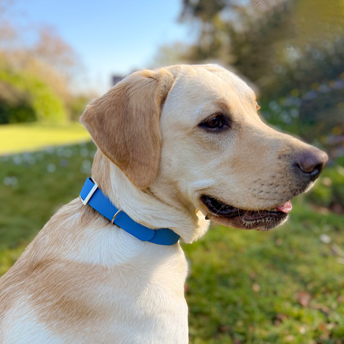 Bold Blue Waterproof Dog Collar š¦š©µ
