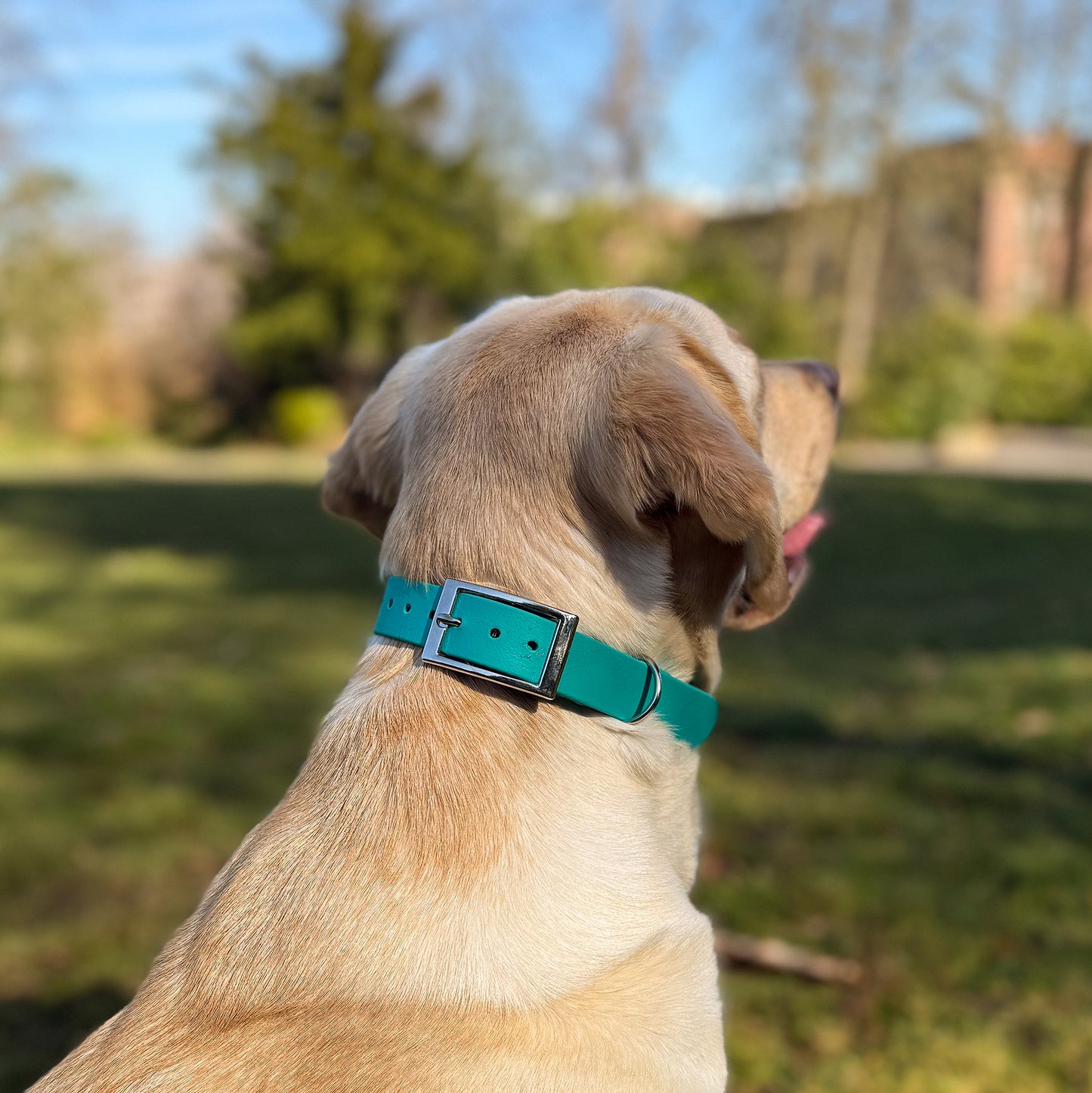 Teal Waterproof Dog Collar š©µš¢