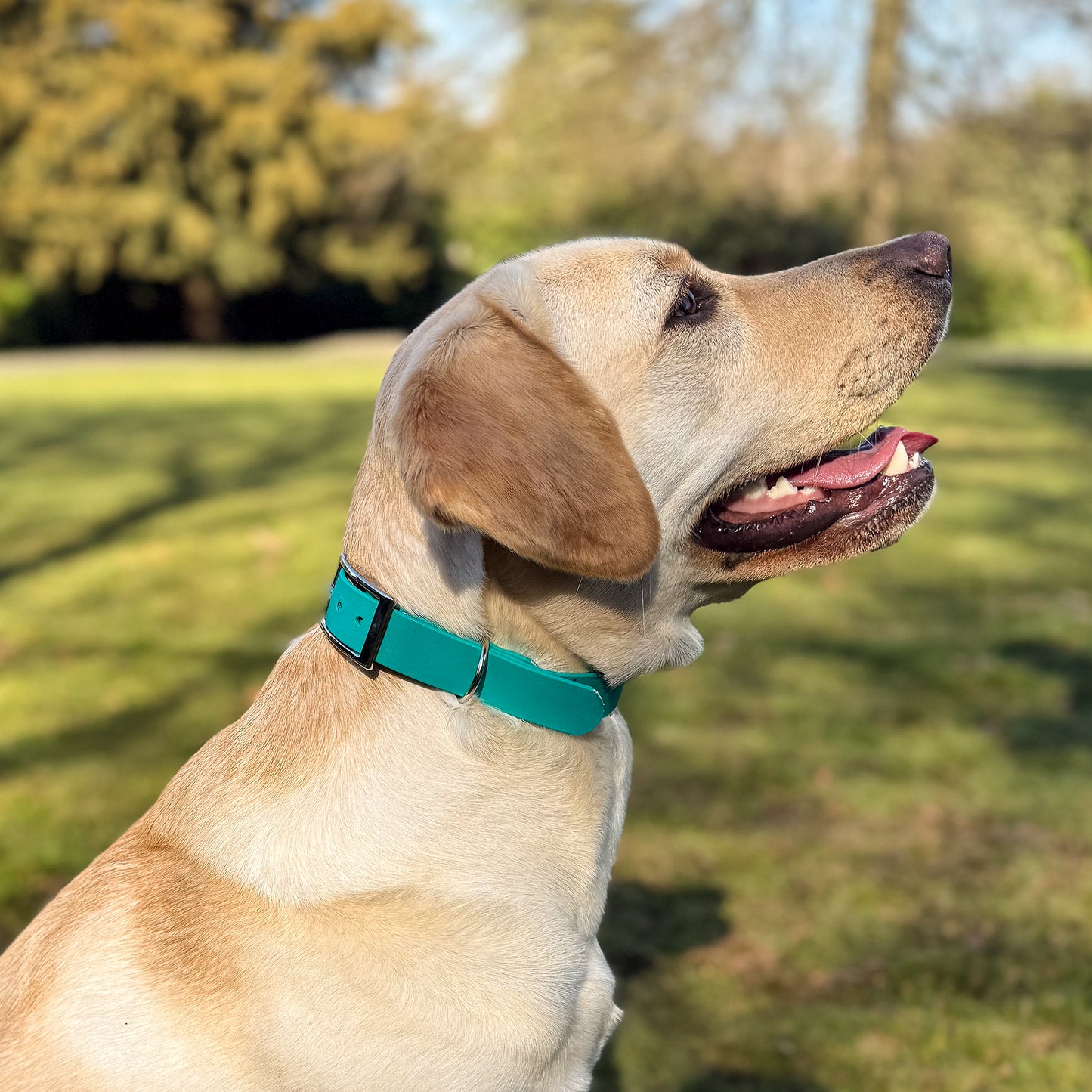 Teal Waterproof Dog Collar š©µš¢