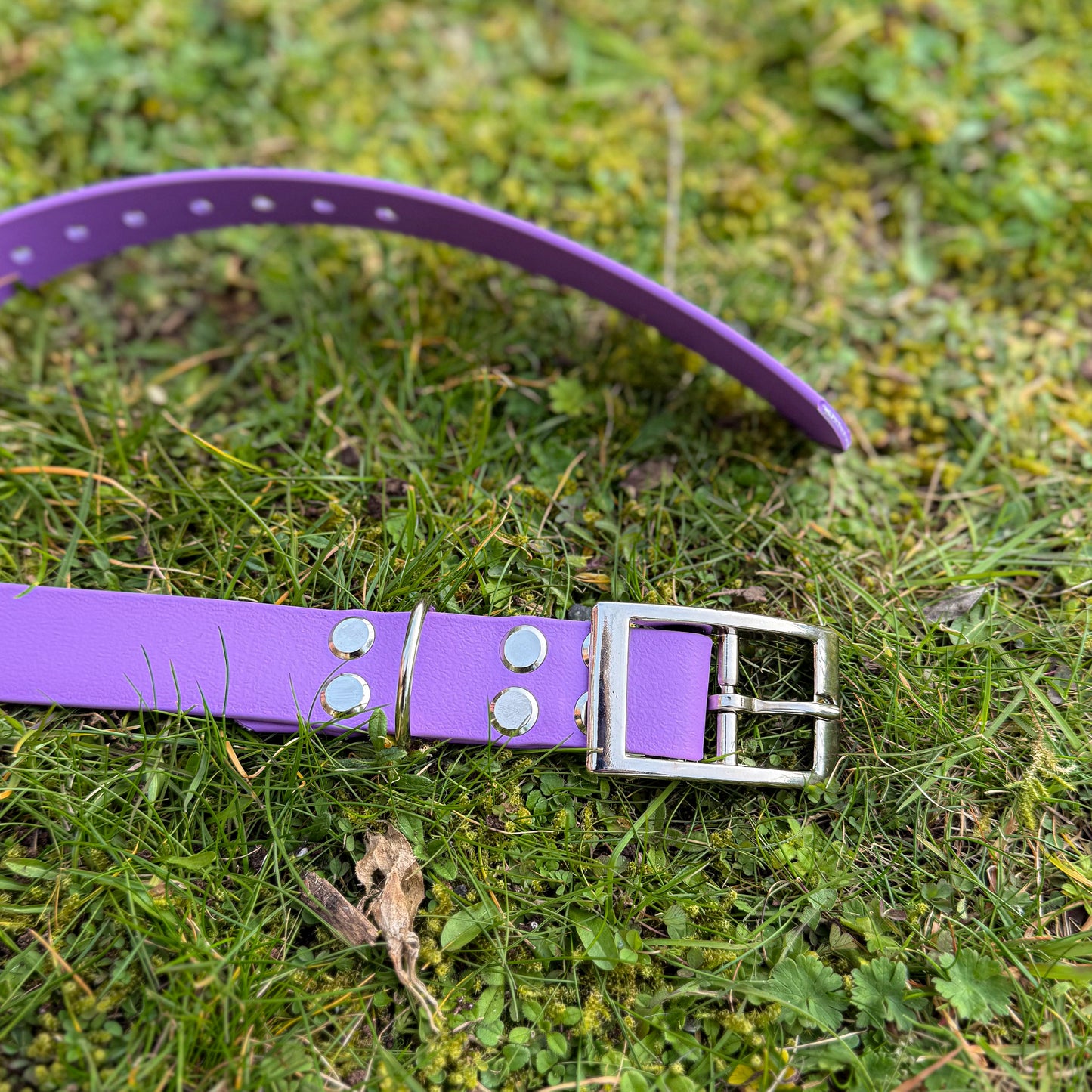 Violet Purple waterproof BioThane dog collar, with silver hardware on grass