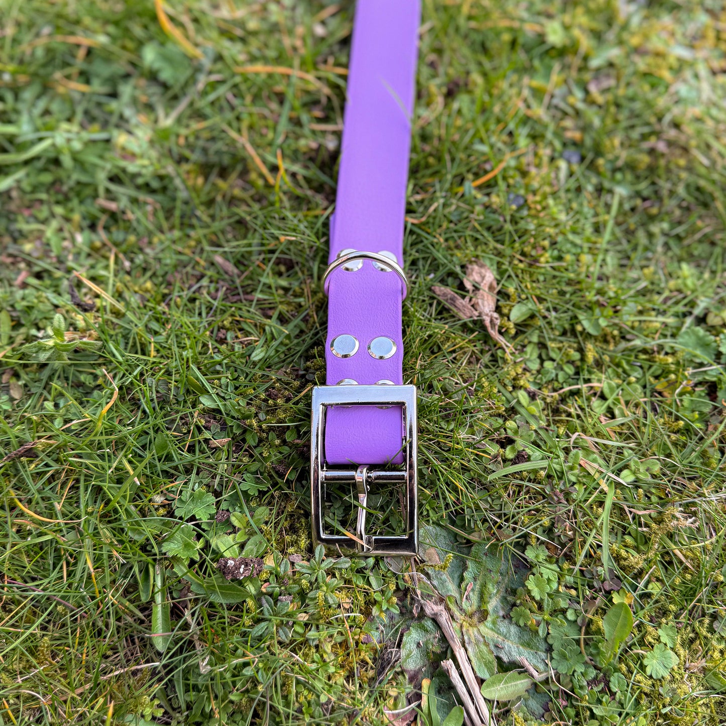 Close up of Violet Purple waterproof BioThane dog collar, with silver hardware