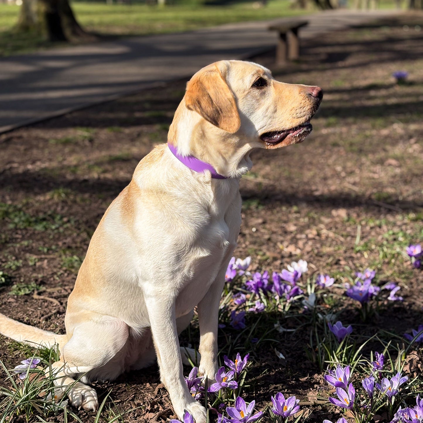 Violet Purple waterproof BioThane dog collar, with silver hardware on Labrador sitting down