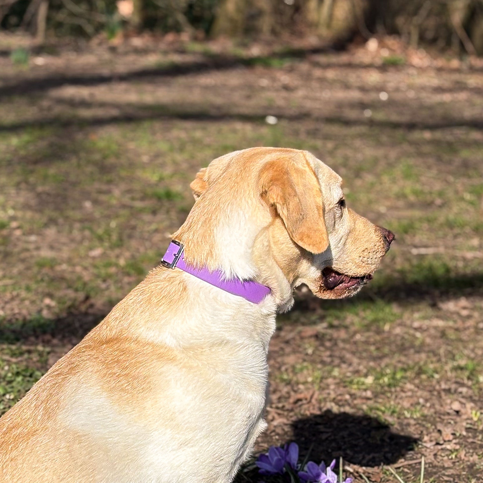 Violet Purple waterproof BioThane dog collar, with silver hardware on yellow Labrador