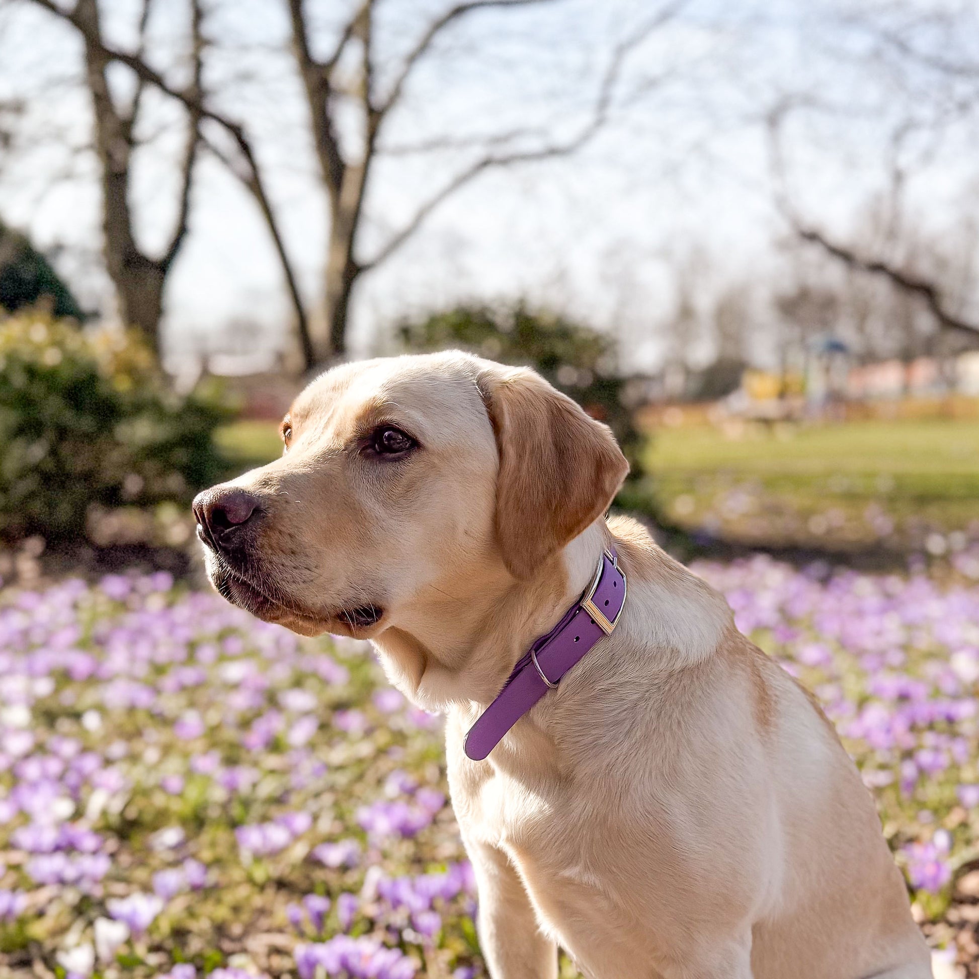 Violet Purple waterproof BioThane dog collar, with silver hardware on Labrador