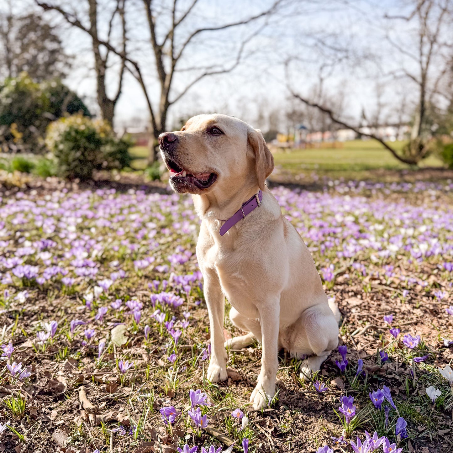 Violet Purple waterproof BioThane dog collar, with silver hardware on Labrador smiling