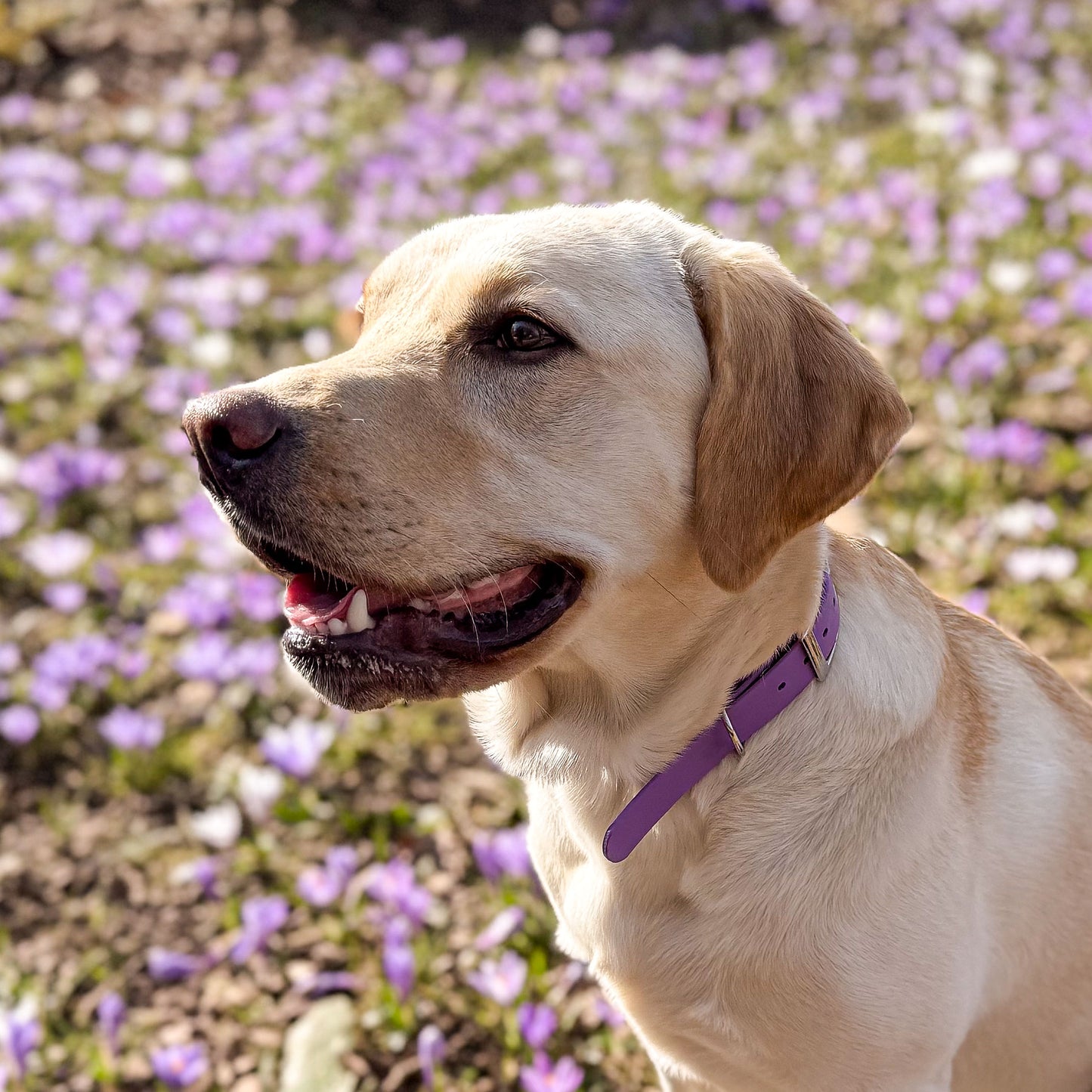 Violet Purple waterproof BioThane dog collar, with silver hardware on Yellow Labrador