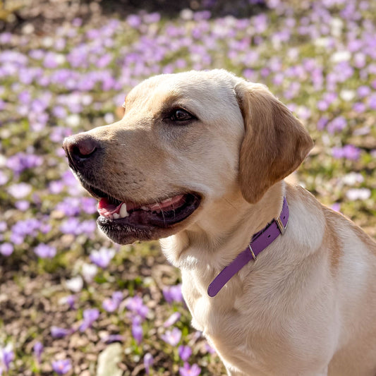 Violet Purple waterproof BioThane dog collar, with silver hardware on Yellow Labrador