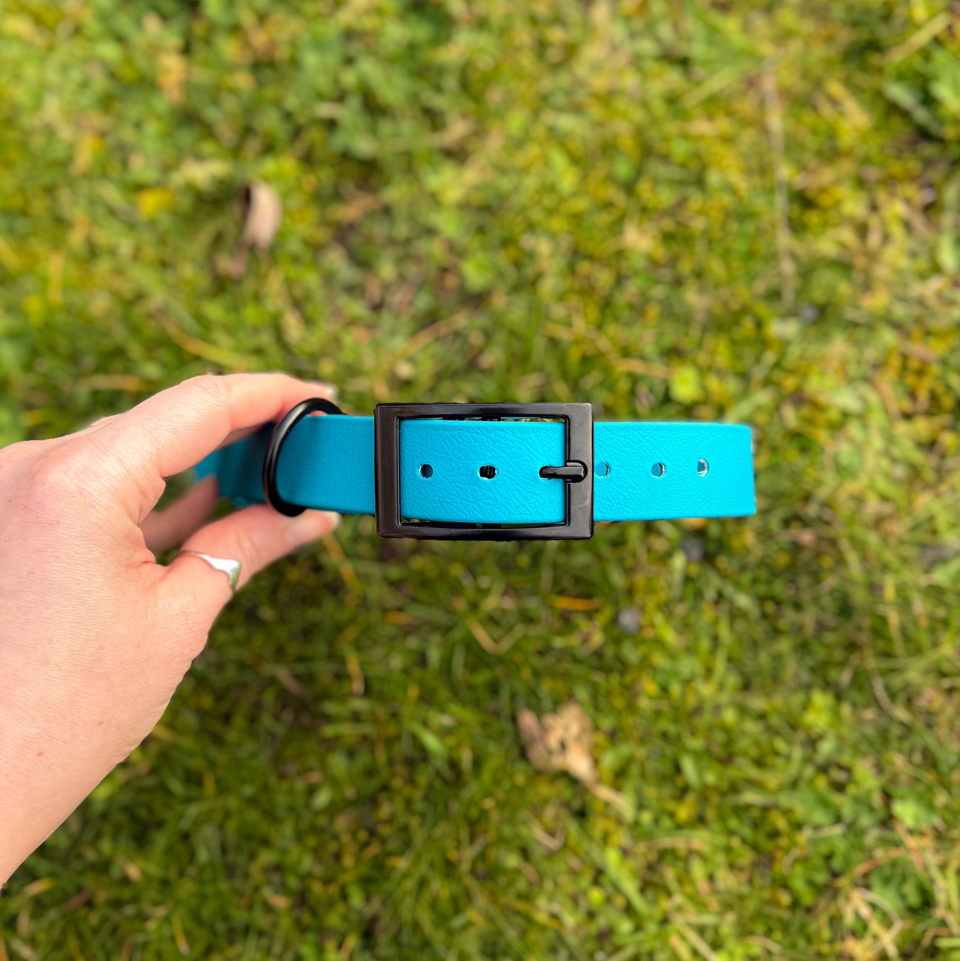 Kingfisher Blue waterproof BioThane dog collar, with black hardware