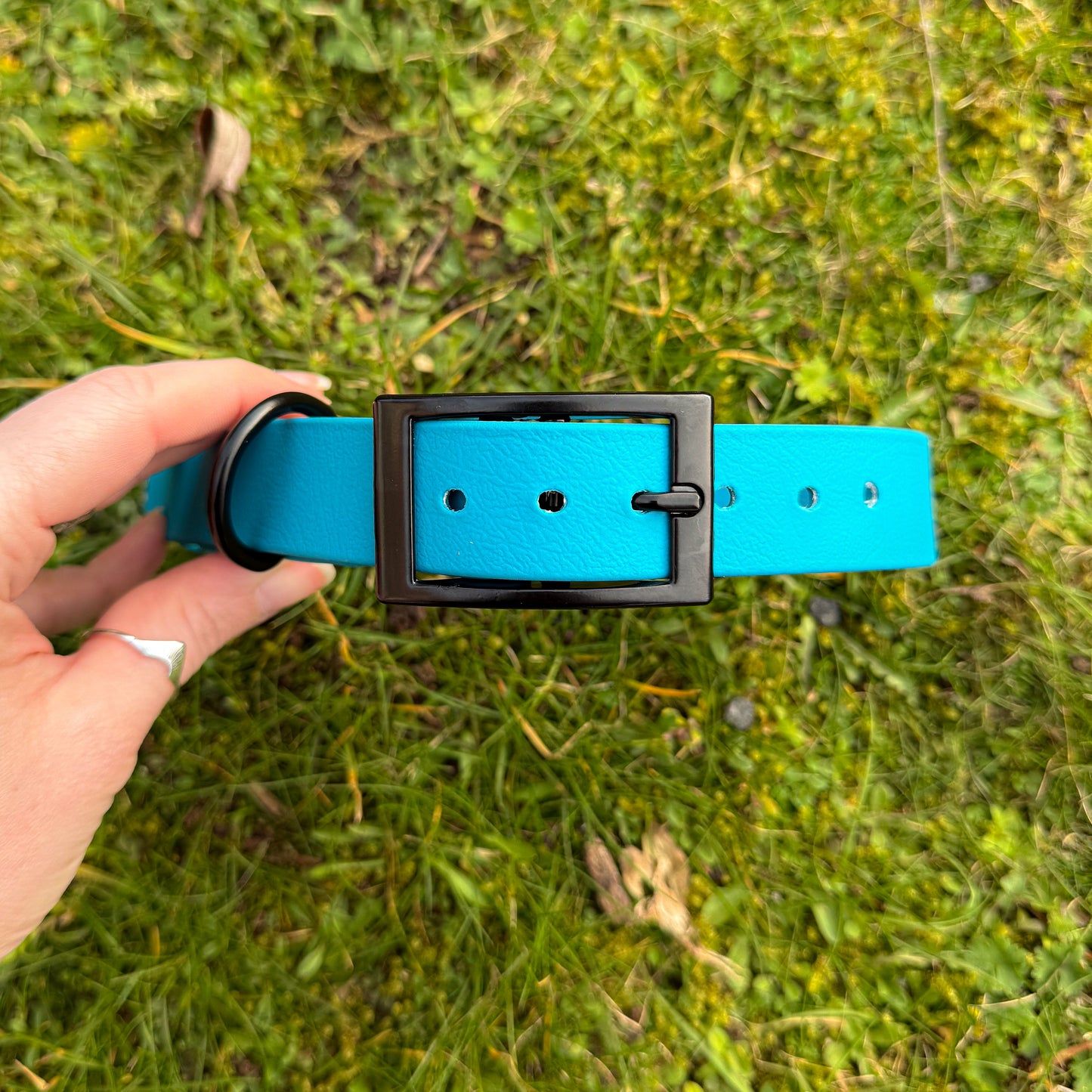 Kingfisher Blue waterproof BioThane dog collar, with black hardware