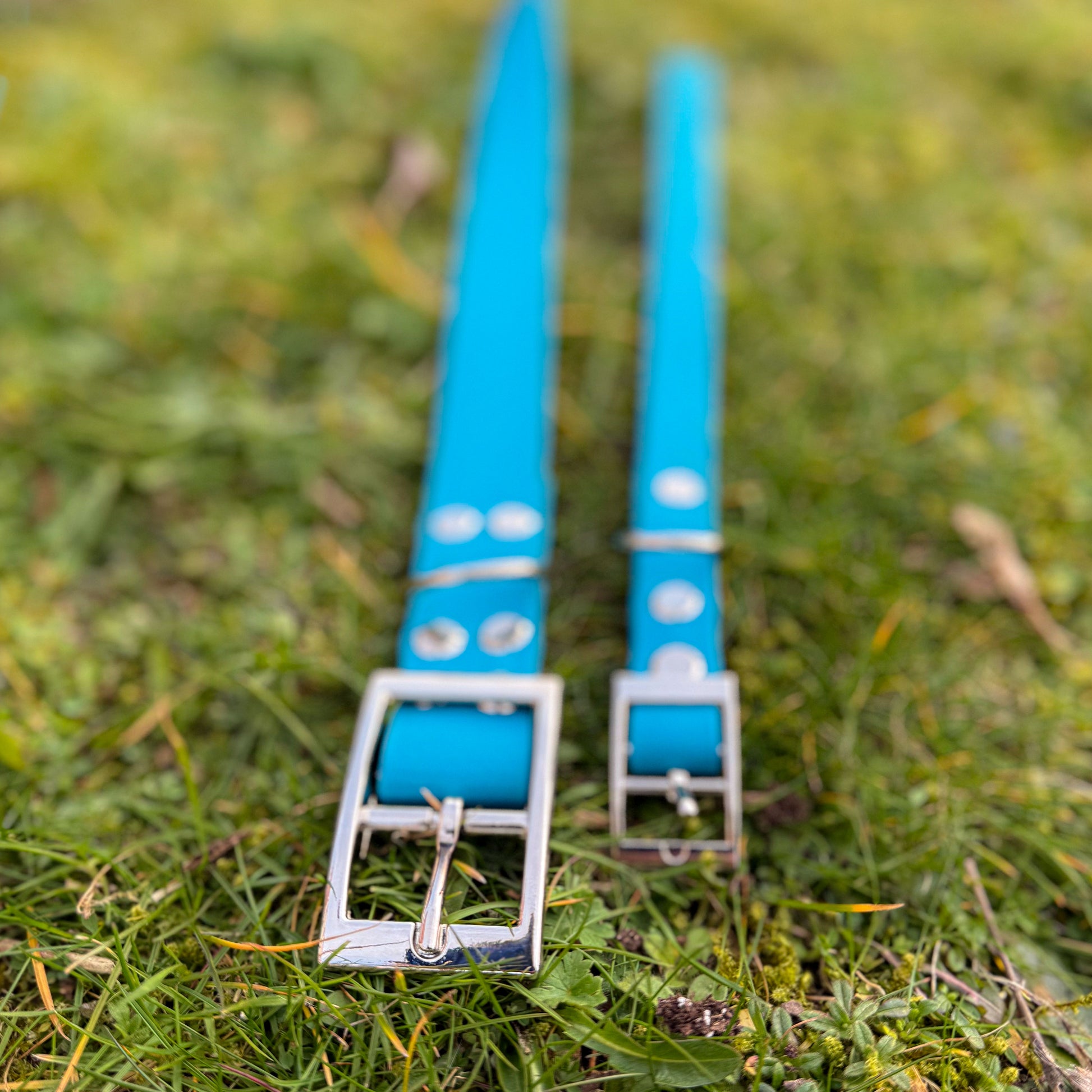 Large and small Kingfisher Blue waterproof BioThane dog collar, with silver hardware on grass