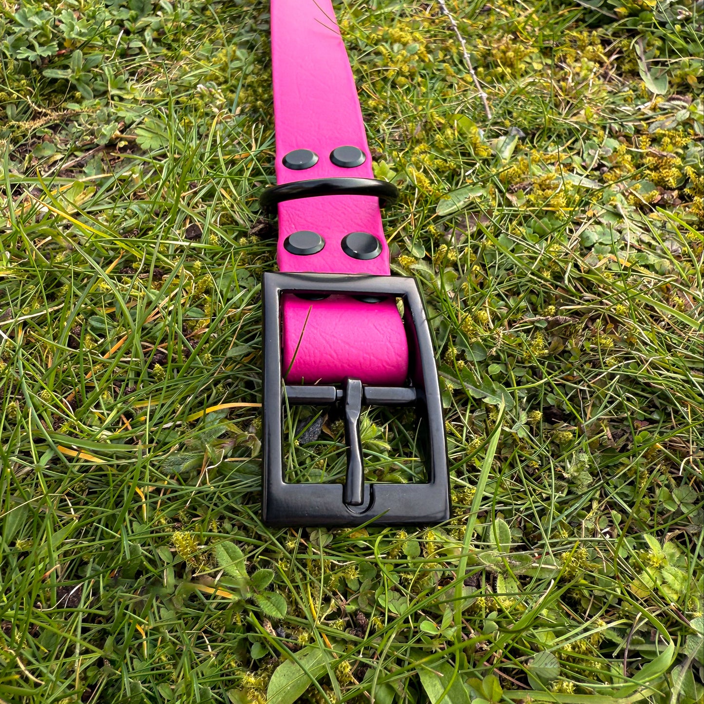 Close up of Magenta Pink waterproof BioThane dog collar, with black hardware