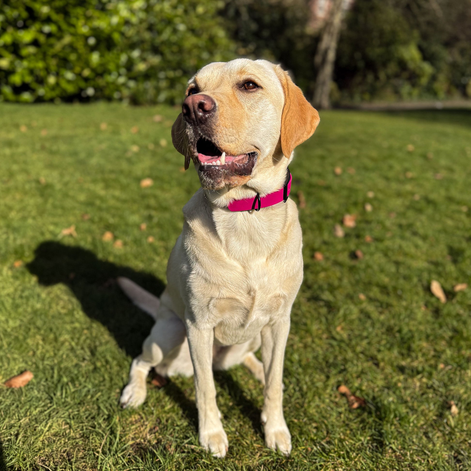 Magenta Pink waterproof BioThane dog collar, with black hardware on Yellow Labrador