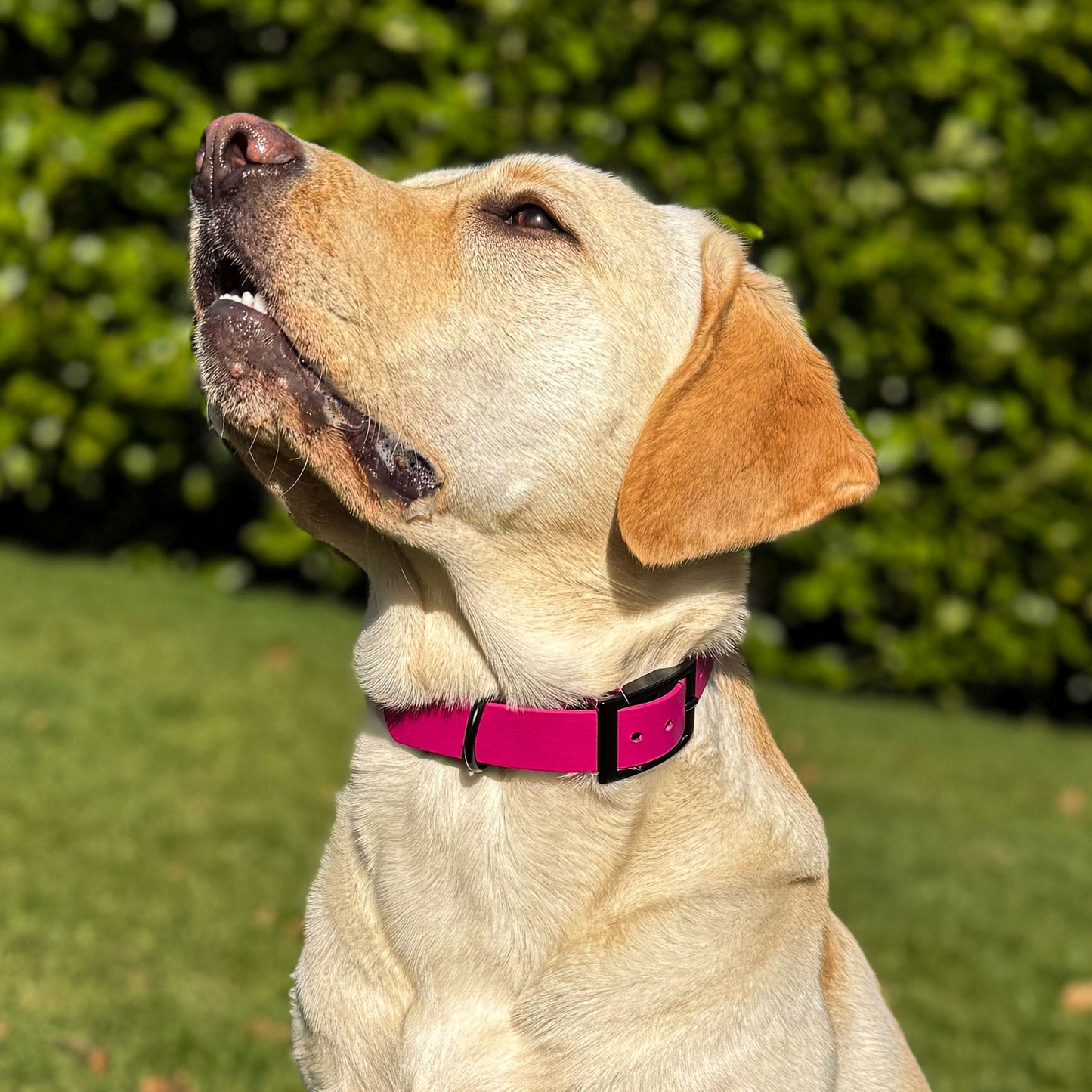 Magenta Pink waterproof BioThane dog collar, with black hardware on Labrador