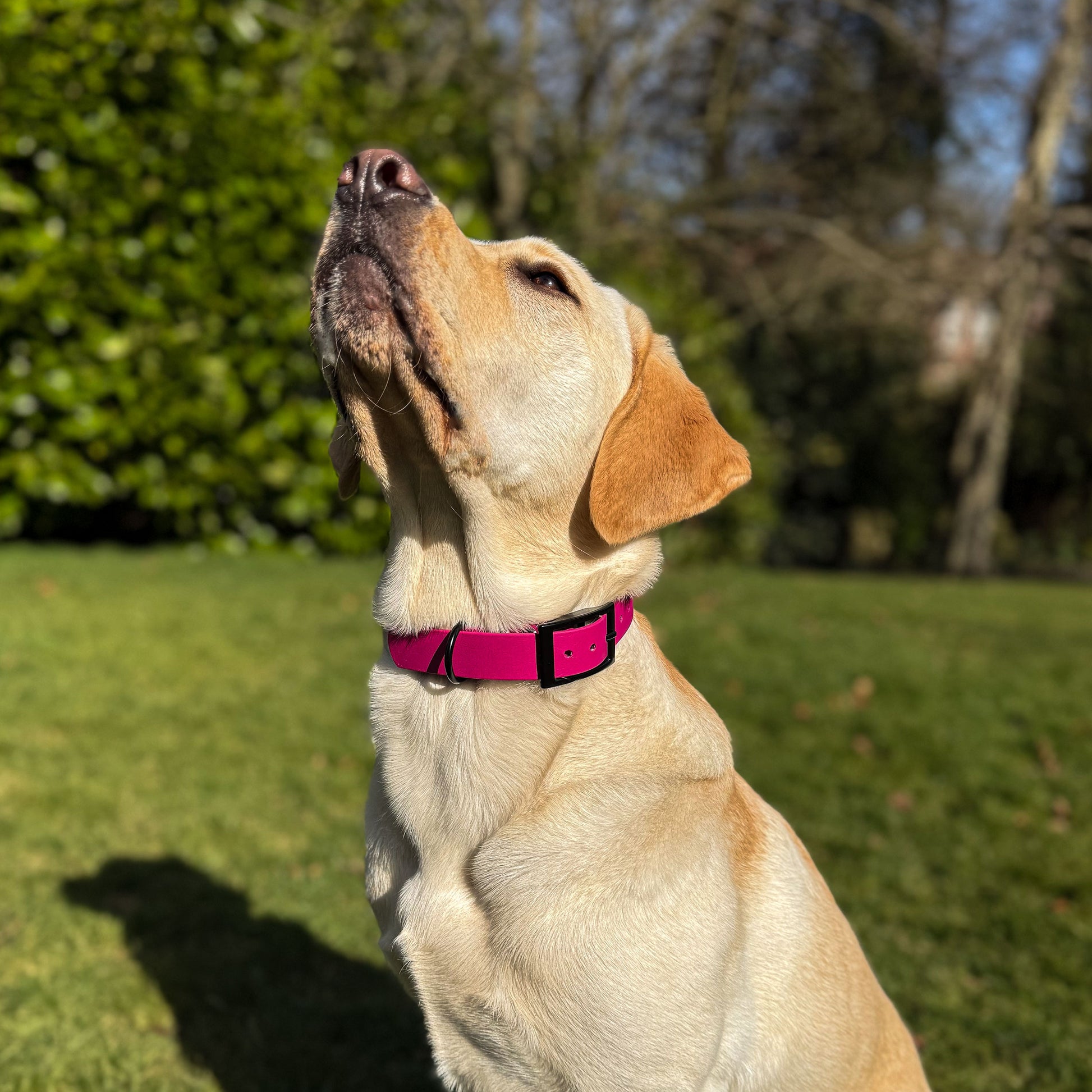Magenta Pink waterproof BioThane dog collar, with black hardware on yellow labrador in park