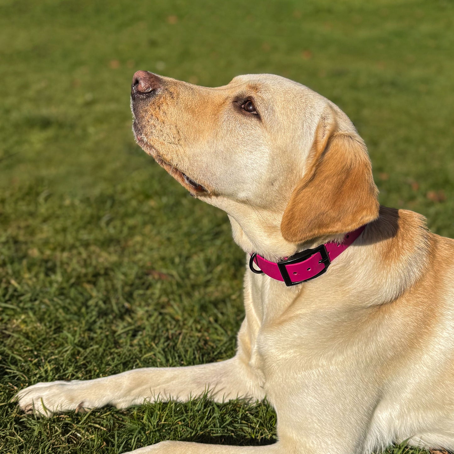 Magenta Pink waterproof BioThane dog collar, with black hardware on Labrador looking up