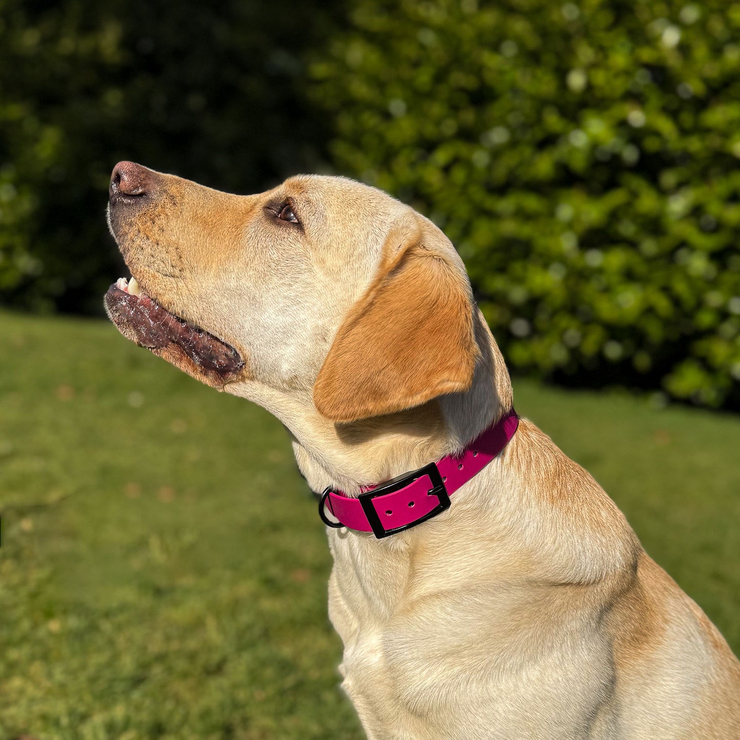 Magenta Pink waterproof BioThane dog collar, with black hardware on Labrador sitting down