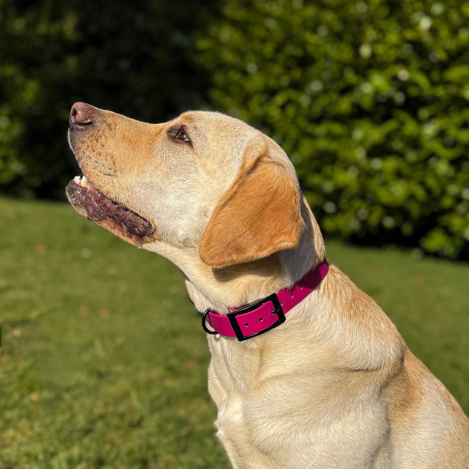 Magenta Pink waterproof BioThane dog collar, with black hardware on Labrador sitting down
