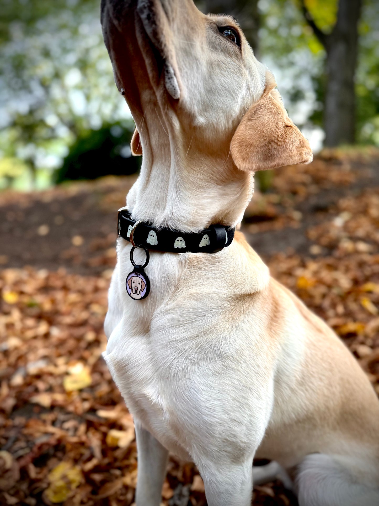 Howl-o-Ween Glow 👻 Glow-in-the-dark dog collar