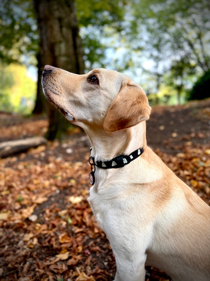 Howl-o-Ween Glow 👻 Glow-in-the-dark dog collar