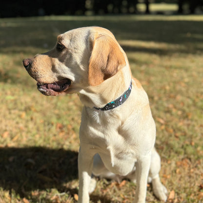 Summer Storm ⚡️ Waterproof Dog Collar