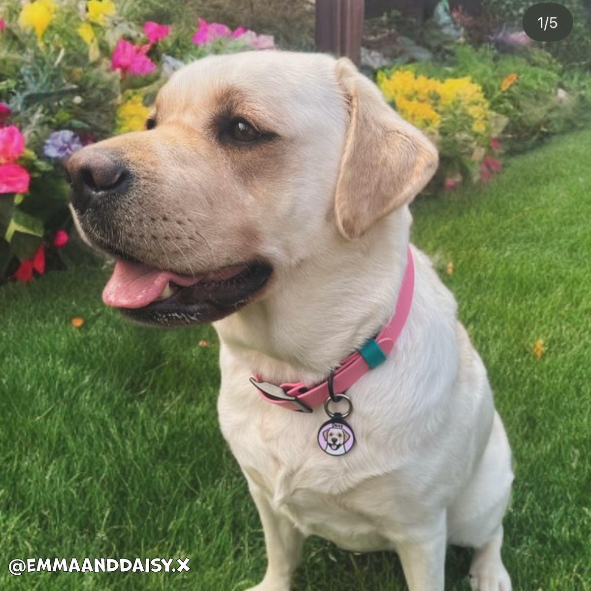 Barbie Pink Waterproof Dog Collar 🎀🌸