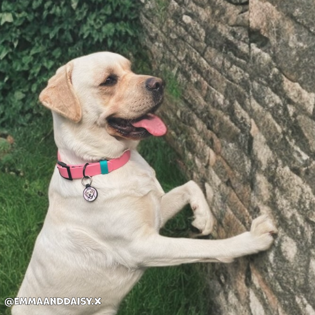 Barbie Pink Waterproof Dog Collar 🎀🌸