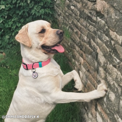 Barbie Pink Waterproof Dog Collar 🎀🌸