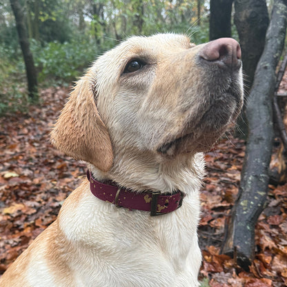 Mulberry Magic ✨ Waterproof dog collar and lead