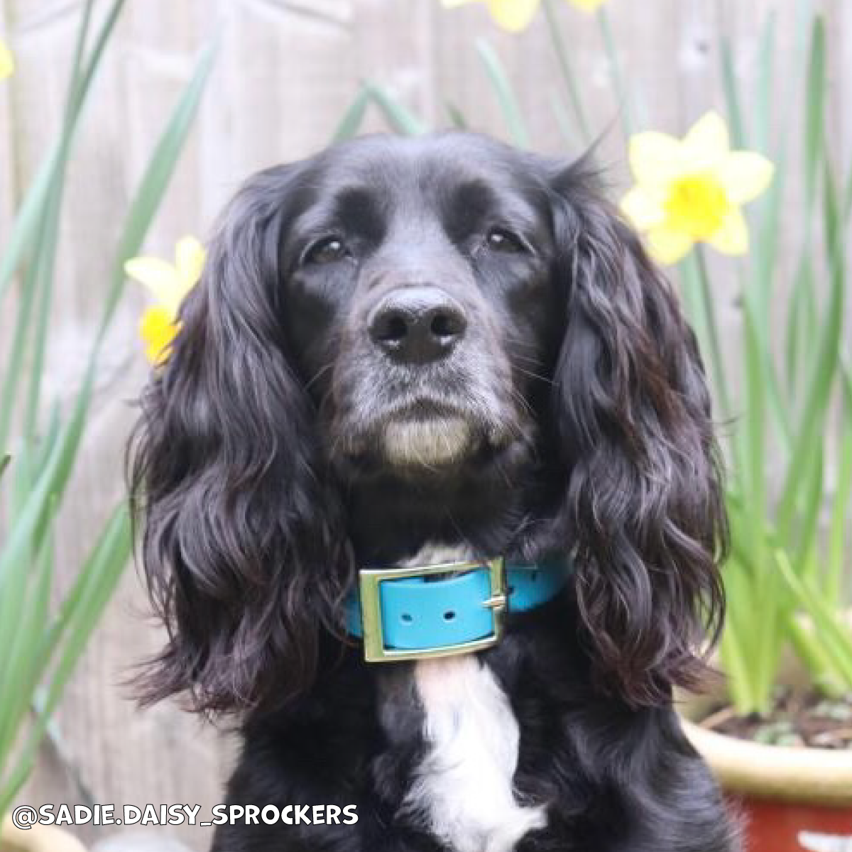 Kingfisher Blue Waterproof Dog Collar 🩵🐬