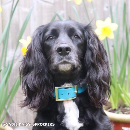 Kingfisher Blue Waterproof Dog Collar 🩵🐬