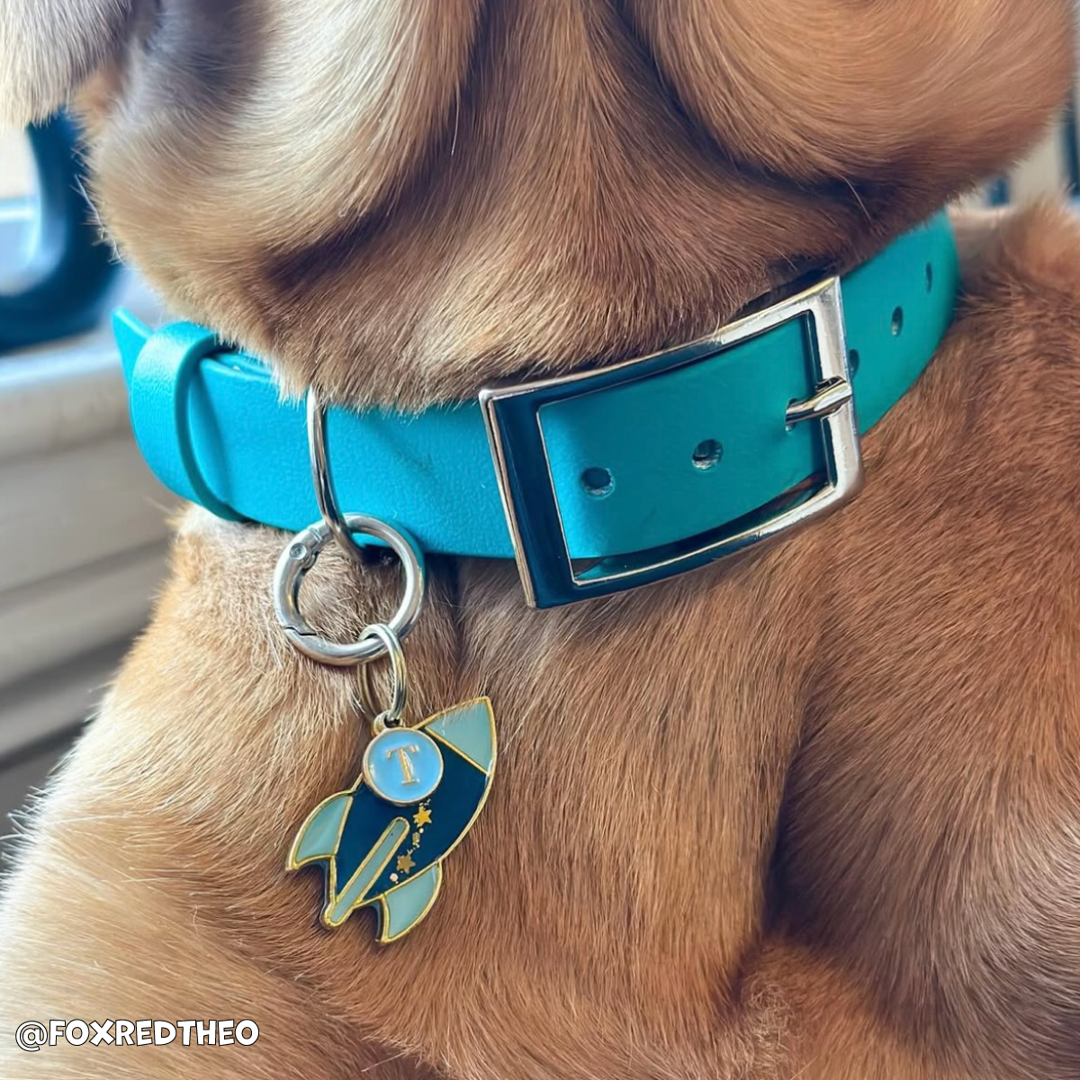 Kingfisher Blue Waterproof Dog Collar 🩵🐬