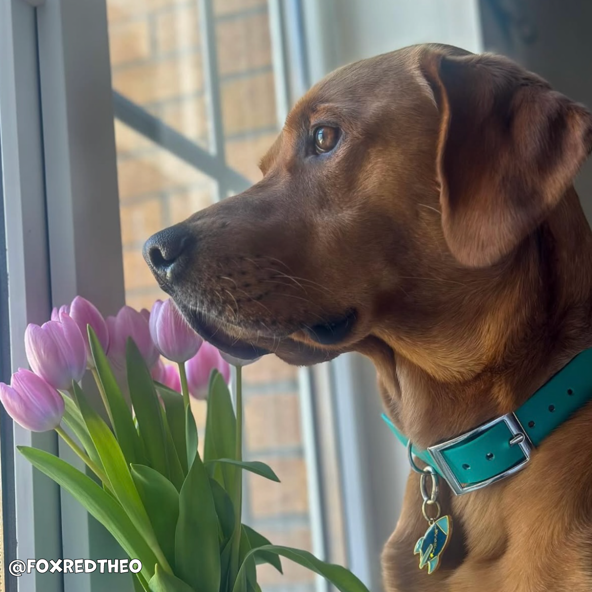 Kingfisher Blue Waterproof Dog Collar 🩵🐬