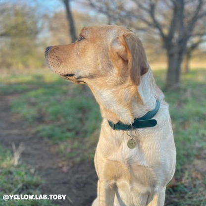 Forest Green Waterproof Dog Collar 🌿💚