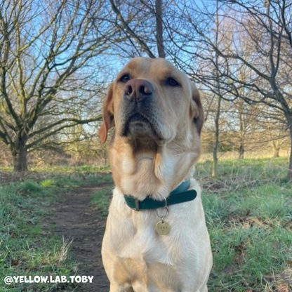 Forest Green Waterproof Dog Collar 🌿💚