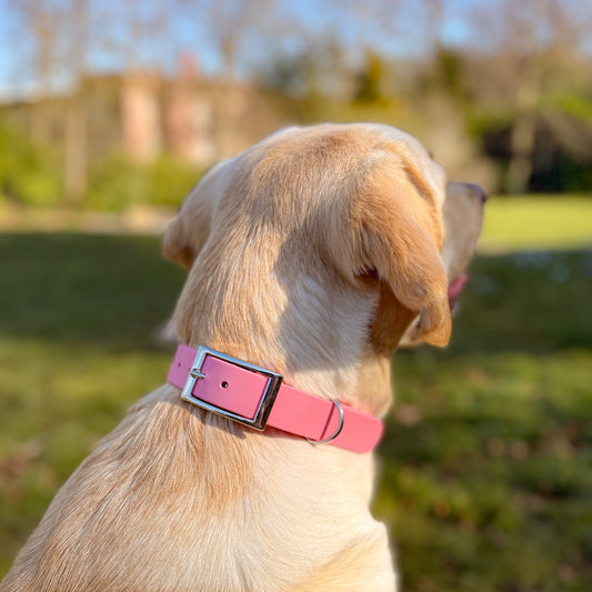Barbie Pink Waterproof Dog Collar 🎀🌸