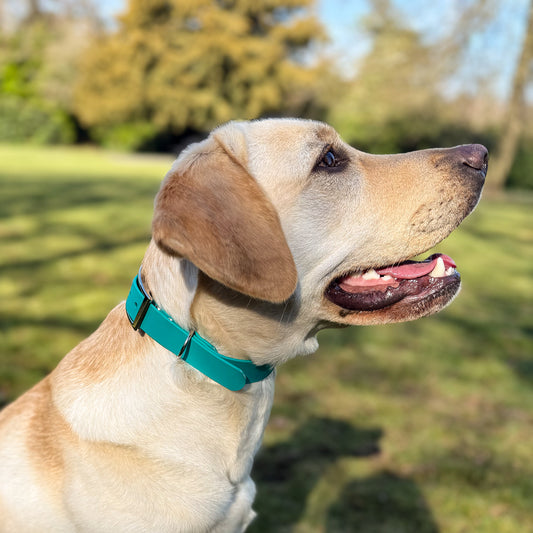 Teal Waterproof Dog Collar 🩵🟢
